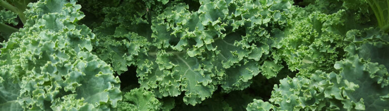 Healthy Food for Healthy Teeth