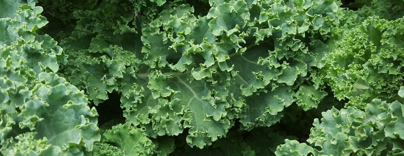 Healthy Food for Healthy Teeth